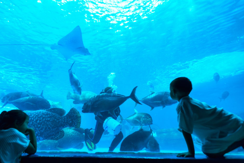 Fish in Aquarium from Jaya Travel & Tours blog "Unique & Special Hotels Around the World"