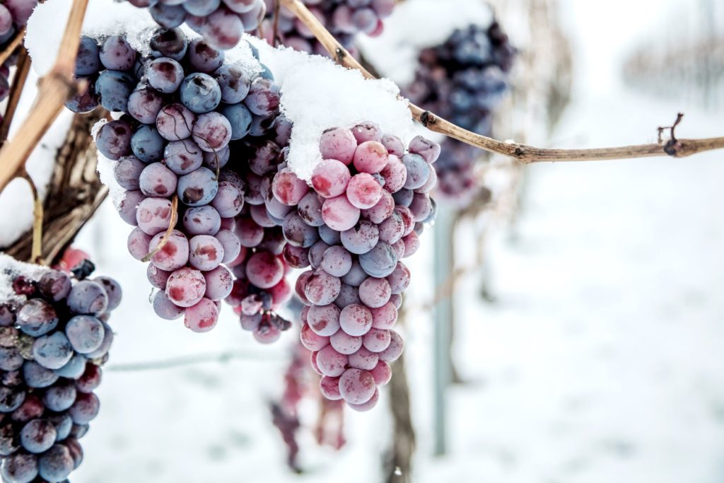 a bunch of purple grapes in a swedish vineyard covered in snow to make ice wine which is a delicacy dessert wine.