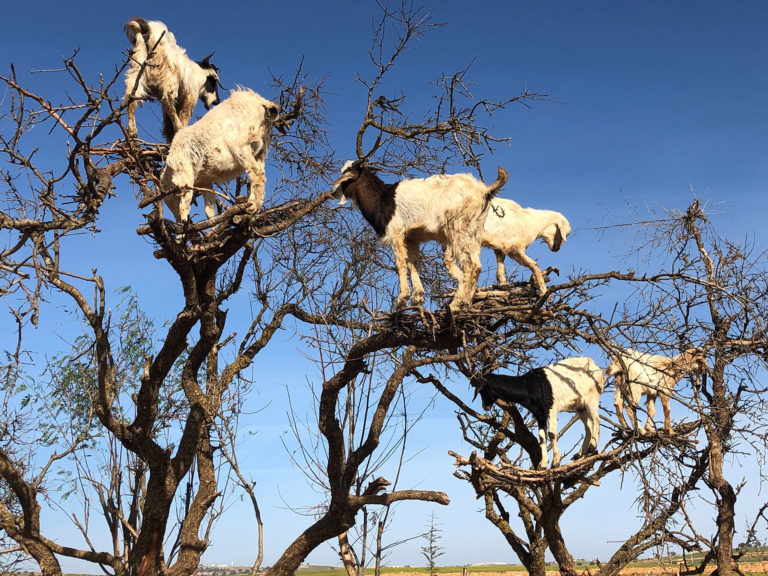 Argan tree climbing goats near the city of Essaouira, Morocco during an excursion with Jaya Travel & Tours.