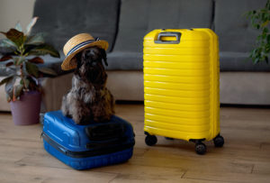 - Jaya Travel & Tours Travel concept with funny dog sitting on suitcase. life with animals concept - wanderlust people traveling the world as seen in the JAYA TRAVEL & TOURS BLOG- TOP 5 PET FRIENDLY HOTELS AROUND THE GLOBE.
