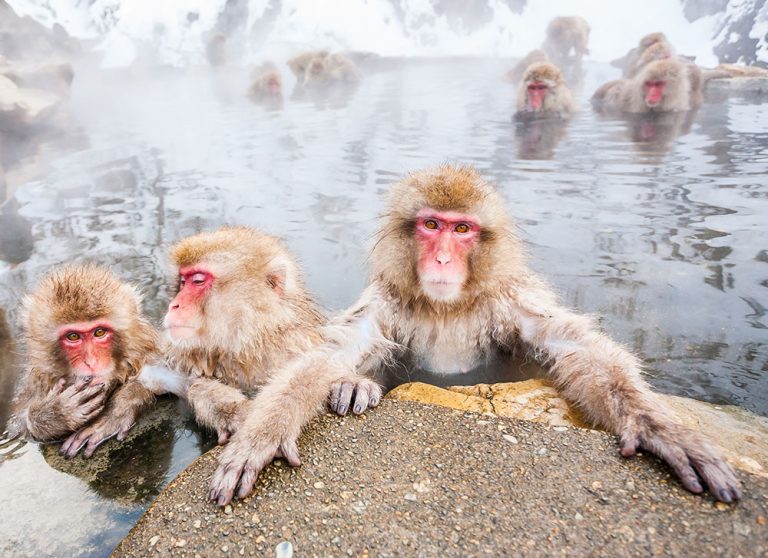 Featured in "Japan Tour: Rich History & Culture" by Jaya Travel & Tours, this image shows Jigokudani Yaen-Koen located in Tokyo.