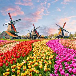 Best of Europe Netherlands